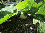 sCIMG0503.jpg